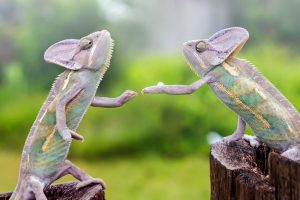 SUSE Chameleons or Global Services Consultants?