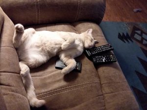 orange tabby cat sleeping with TV remotes
